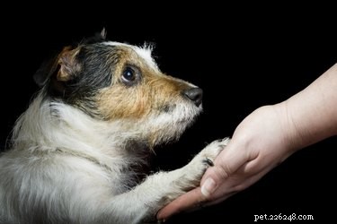 Safe and Simple Guide to Trimming Hair Between Your Dog’s Paw Pads