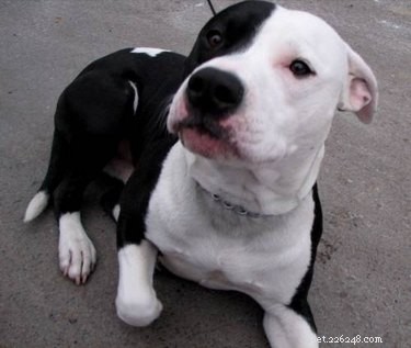 Step-by-Step Guide to Building a Safe, Weighted Dog Harness