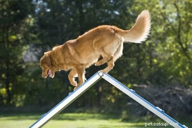 Step‑by‑Step Guide to Building a Safe Dog Treadmill