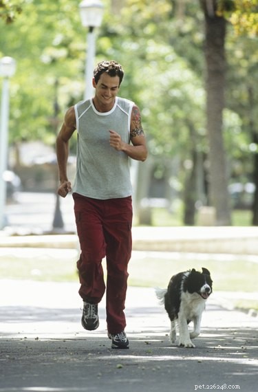 Step‑by‑Step Guide to Building a Safe Dog Treadmill