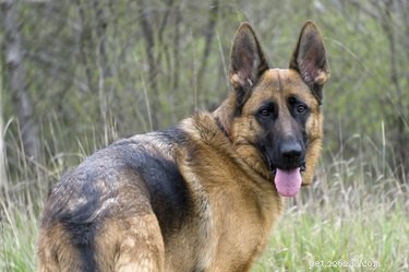 Build a Durable Doghouse for Your German Shepherd