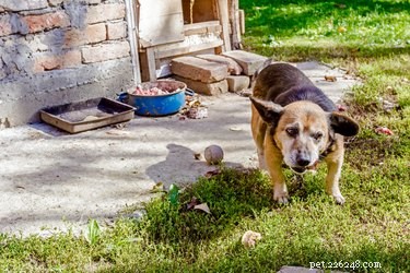 Build a Durable Brick Doghouse: Step‑by‑Step Guide