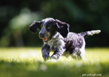 Designing a Dog-Friendly Backyard: Expert Tips for Pet‑Friendly Landscaping