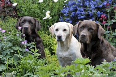 Designing a Dog-Friendly Backyard: Expert Tips for Pet‑Friendly Landscaping
