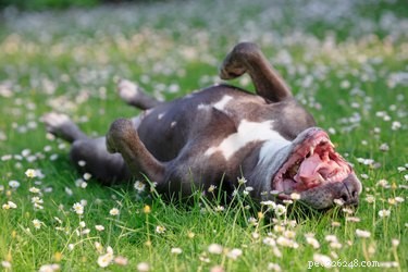 Designing a Dog-Friendly Backyard: Expert Tips for Pet‑Friendly Landscaping