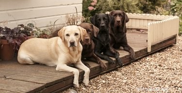 Designing a Dog-Friendly Backyard: Expert Tips for Pet‑Friendly Landscaping