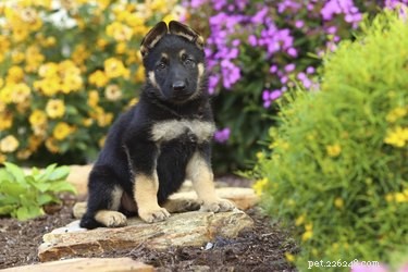 Designing a Dog-Friendly Backyard: Expert Tips for Pet‑Friendly Landscaping