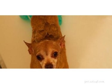 DIY Natural Dog Shampoo: Easy Homemade Formula
