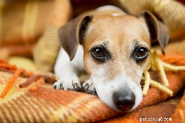 Donate Blankets & Towels to Animal Shelters: A Simple Guide