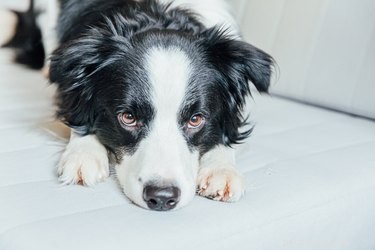 Natural Home Remedies to Ban Your Dog s Unpleasant Odor