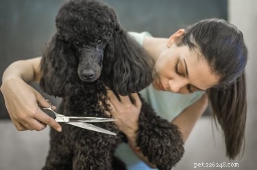 Professional Guide to Grooming Your Poodle at Home
