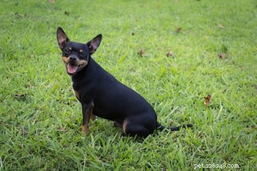 Effective Strategies to Reduce Dog Shedding: Tips for Cleaner Homes