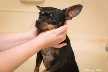 Effective Strategies to Reduce Dog Shedding: Tips for Cleaner Homes