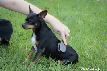 Effective Strategies to Reduce Dog Shedding: Tips for Cleaner Homes