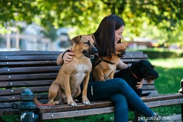 Understanding Pet Sitter Rates: What to Expect for Cat and Dog Care