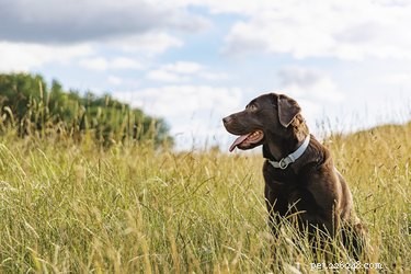 Flea Season Explained: Timing, Risks, and Prevention