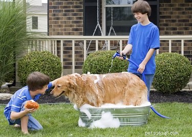 Effective Strategies to Minimize Dog Dander for Allergy-Friendly Homes