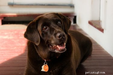 DIY Deodorant Powder for Dogs: A Safe, Natural Solution