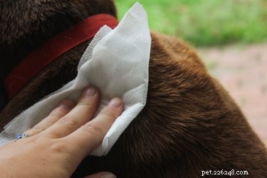 DIY Deodorant Powder for Dogs: A Safe, Natural Solution