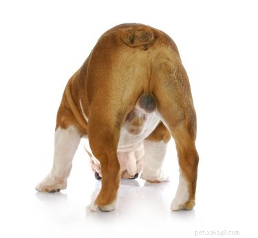 When to Seek Professional Anal Gland Expression for Your Dog