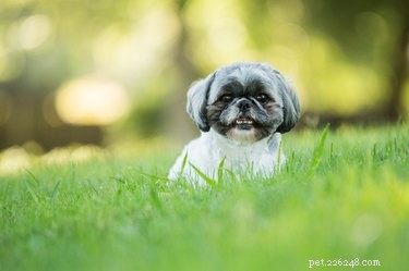 Professional Shih Tzu Grooming Guide: Home Care for a Fluffy, Tangle-Free Coat