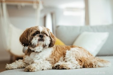 Professional Shih Tzu Grooming Guide: Home Care for a Fluffy, Tangle-Free Coat