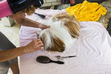 Professional Shih Tzu Grooming Guide: Home Care for a Fluffy, Tangle-Free Coat