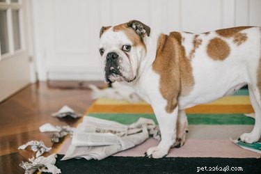 Decoding Your Dog s Pedigree: A Clear Guide