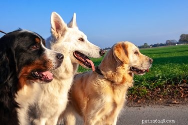 Decoding Your Dog s Pedigree: A Clear Guide