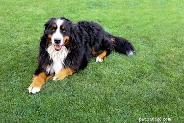 Decoding Your Dog s Pedigree: A Clear Guide