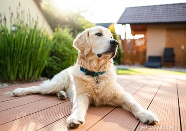 Build Your Own Dog Walk: A Complete DIY Agility Obstacle