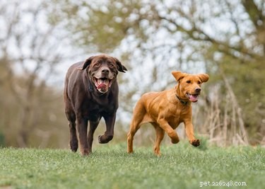 Build Your Own Dog Walk: A Complete DIY Agility Obstacle
