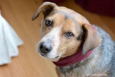 Create a Safe, Natural Dog Perfume Spray at Home