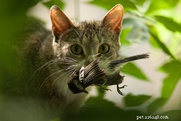 How to Handle a Pet Returning with a Dead Animal