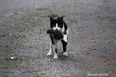 How to Handle a Pet Returning with a Dead Animal