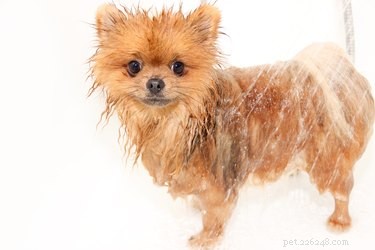 The Complete Guide to Bathing Your Pomeranian Safely and Stress‑Free