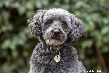 Ultimate Guide: 13 Essential Grooming Steps for Schnoodles