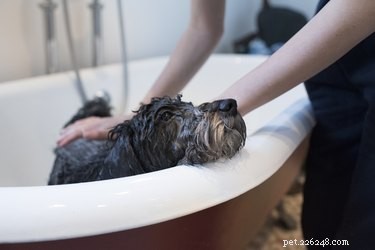Ultimate Guide: 13 Essential Grooming Steps for Schnoodles