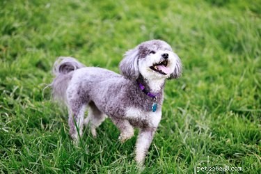 Ultimate Guide: 13 Essential Grooming Steps for Schnoodles