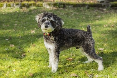 Ultimate Guide: 13 Essential Grooming Steps for Schnoodles