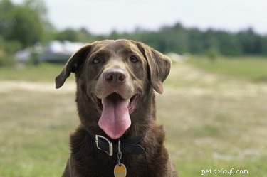 Silence Your Dog’s Tags: Easy, Safe Ways to Stop the Jingles While Keeping ID