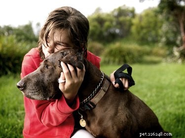 Safe & Professional Guide to Dyeing Your Dog’s Fur