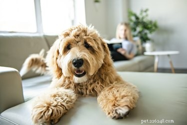 Safe & Professional Guide to Dyeing Your Dog’s Fur