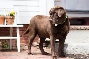 Safe and Effective Ways to Remove Paint from Your Dog’s Fur