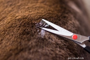 Safe and Effective Ways to Remove Paint from Your Dog’s Fur