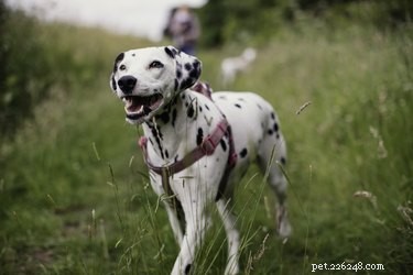 Step-by-Step Guide to Safely Attaching a Harness on Your Dog