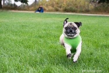 Step-by-Step Guide to Safely Attaching a Harness on Your Dog