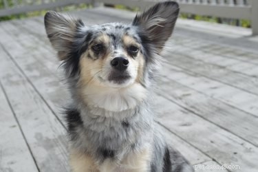 Clean & Fresh: Using Baking Soda to Neutralize Dog Odors Safely