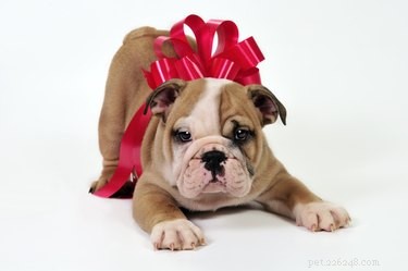 How to Safely Tie a Bow on Your Dog: A Step-by-Step Guide