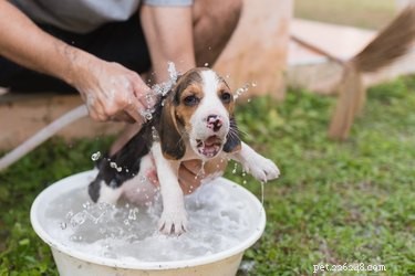 Effective Methods to Remove Skunk Odor from Your Dog Using Vinegar